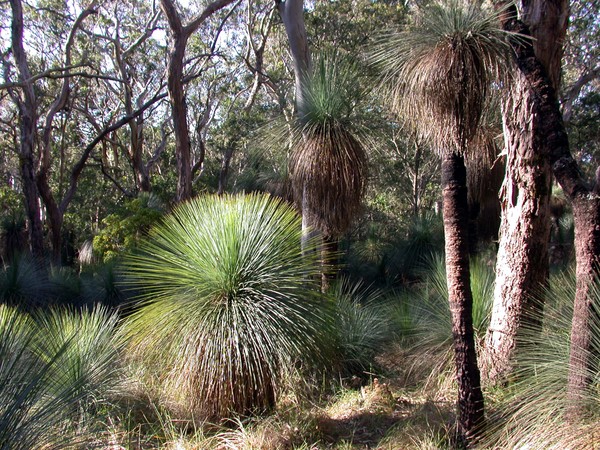 Grass Tree